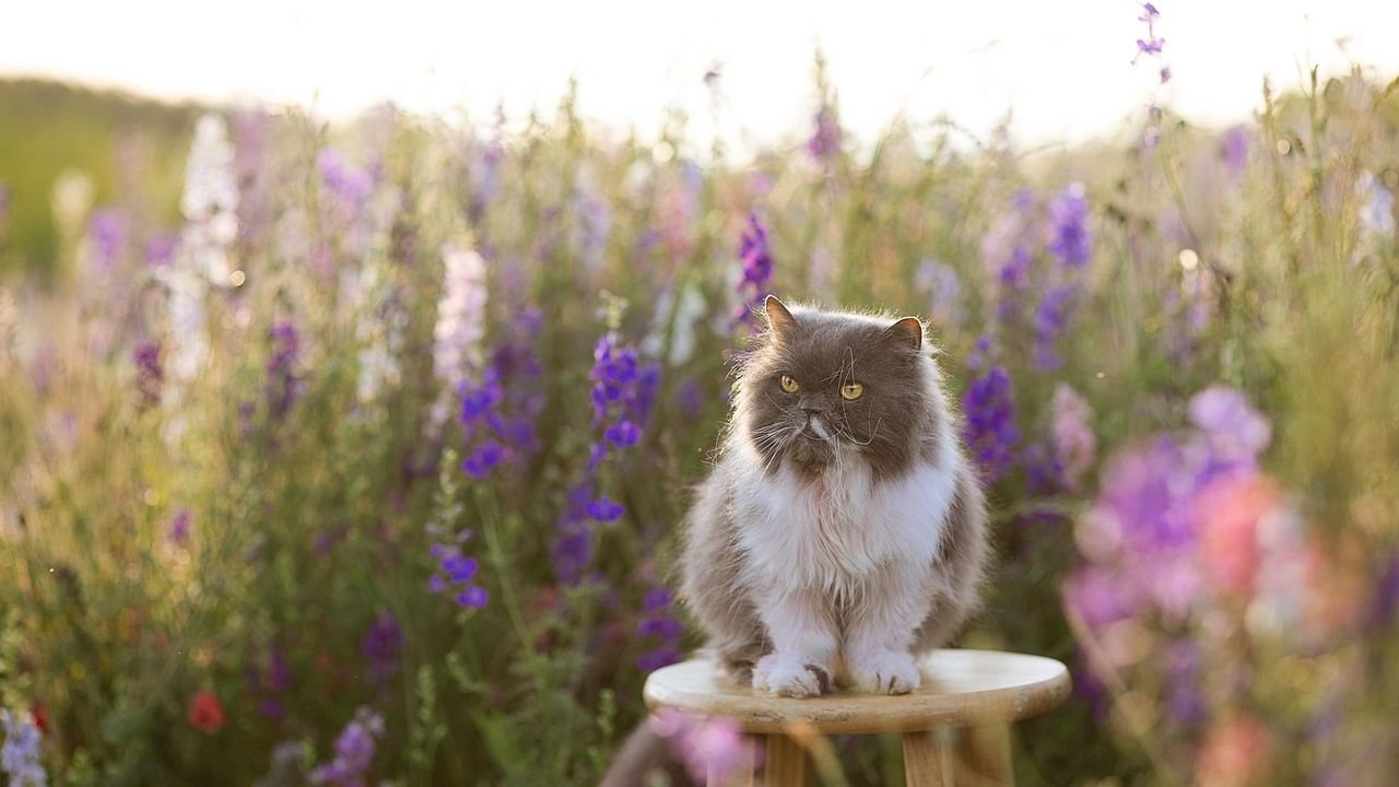 The Best Cat Breeds for Introverted vs Extroverted Zodiac Signs