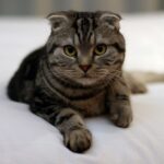 Avoid These 8 Cat Breeds If You're a Leo