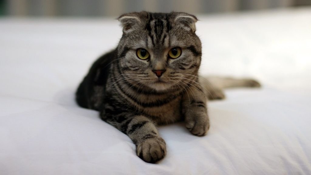Avoid These 8 Cat Breeds If You're a Leo
