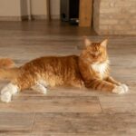 10 Cat Breeds Vets Say Are the Worst To Keep In Apartments