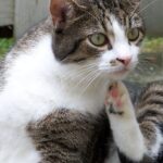 Signs Your Cat Has a Tick Problem Even If You Can't See Them