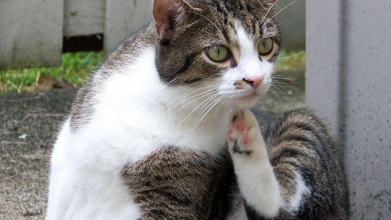 Signs Your Cat Has a Tick Problem Even If You Can't See Them