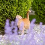 Scents That Repel Fleas Naturally and Are Safe for Cats
