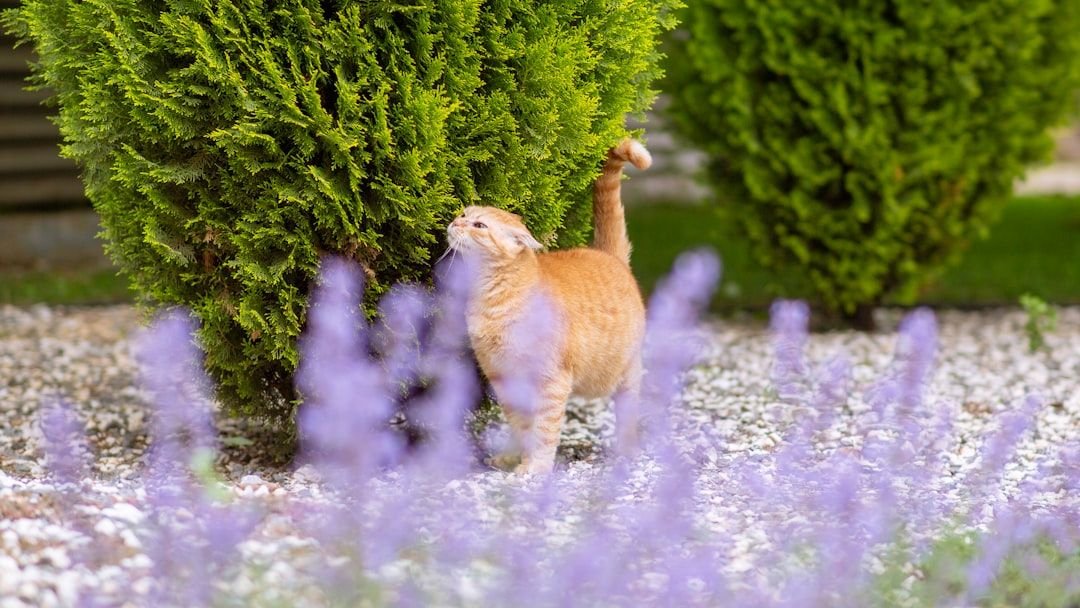 Scents That Repel Fleas Naturally and Are Safe for Cats