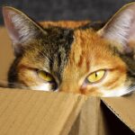 Why Does Your Cat Love Boxes? Unpacking Feline Instincts and Comfort
