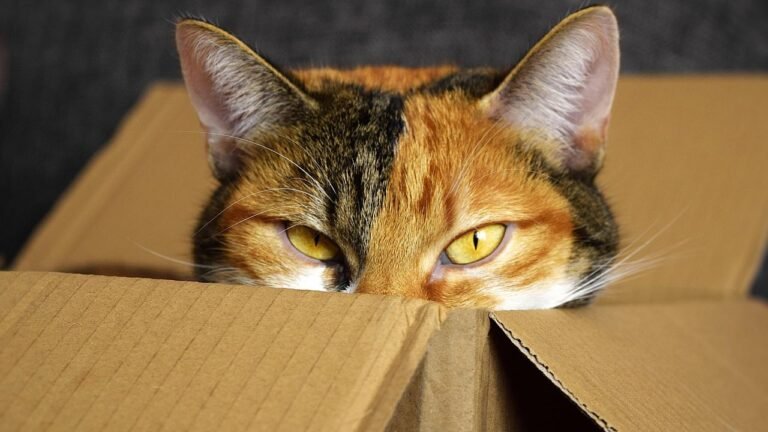 Why Does Your Cat Love Boxes? Unpacking Feline Instincts and Comfort