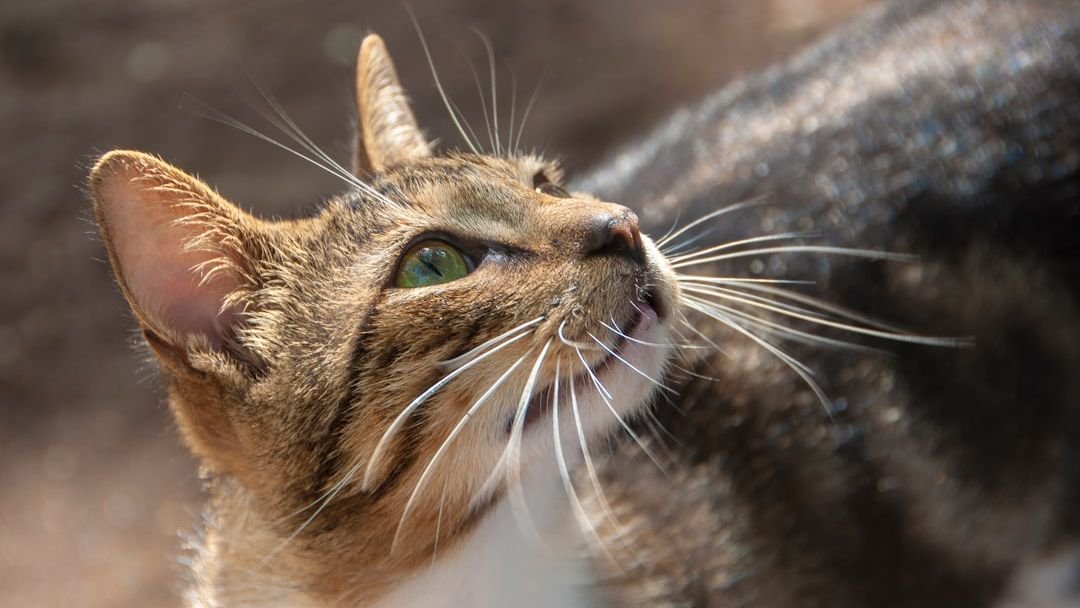 The Silent Language: 9 Things Your Cat Communicates Without a Meow
