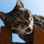 Is Your Cat a 'Talker'? Decoding 8 Types of Feline Vocalizations