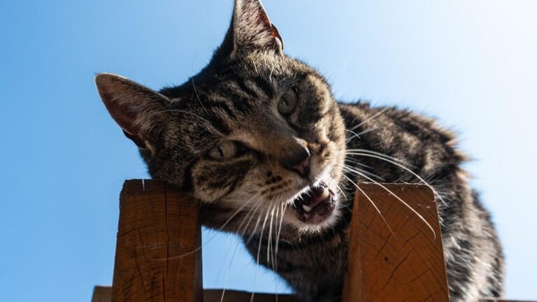 Is Your Cat a 'Talker'? Decoding 8 Types of Feline Vocalizations