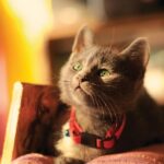 8 Surprising Ways Your Home Environment Impacts Your Cat's Happiness