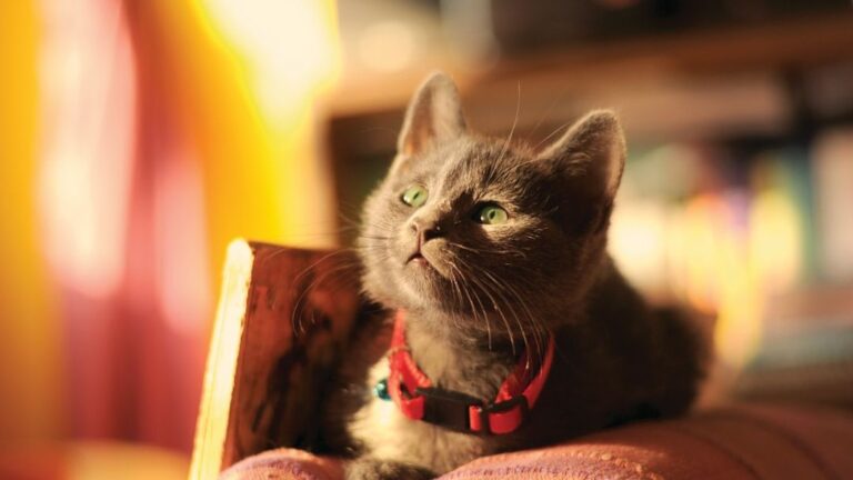 8 Surprising Ways Your Home Environment Impacts Your Cat's Happiness