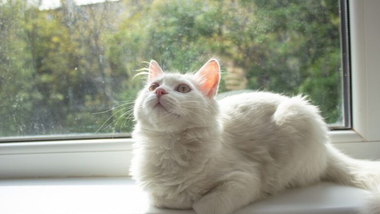 Myth vs. Reality: 7 Old Wives' Tales About Cats That Aren't True