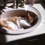 Beyond the Lap: 10 Unexpected Places Your Cat Feels Most Secure