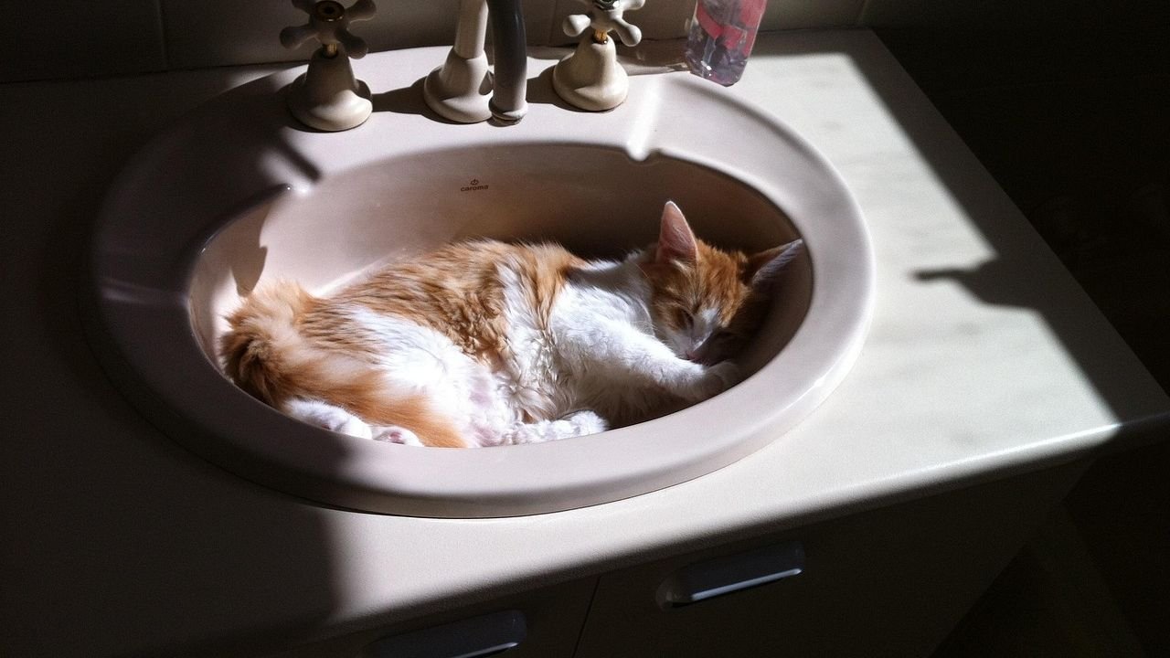 Beyond the Lap: 10 Unexpected Places Your Cat Feels Most Secure