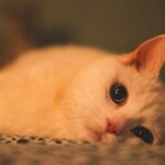 From Stray to Sweetheart: 7 Signs a Rescue Cat Is Finally Relaxing in Your Home