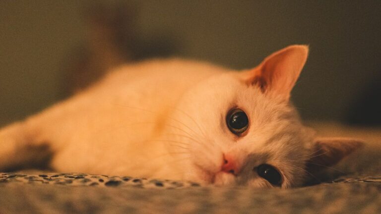 From Stray to Sweetheart: 7 Signs a Rescue Cat Is Finally Relaxing in Your Home