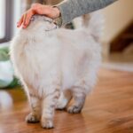 If Your Cat Does Any Of These 7 Things, It Means They Really Love You