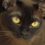 7 Cat Breeds Known For Being Emotionally Intuitive