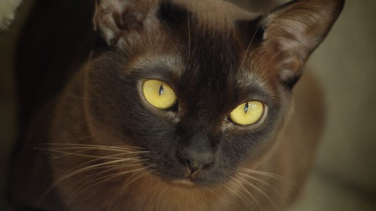 7 Cat Breeds Known For Being Emotionally Intuitive