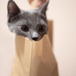 8 Everyday Sounds That Delight Your Feline Friend