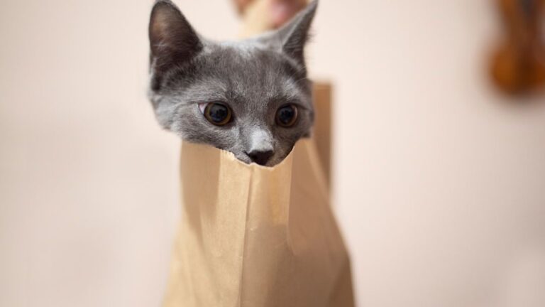 8 Everyday Sounds That Delight Your Feline Friend