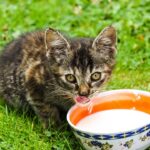 5 Dangerous Cat Myths That Might Be True