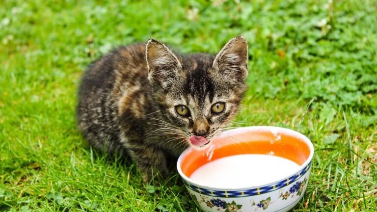 5 Dangerous Cat Myths That Might Be True