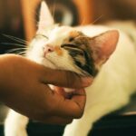 How Your Cat Greets You Reveals Their True Feelings About You