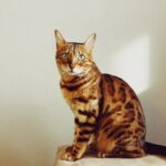 10 Cat Breeds That Suit Fire Signs and Their Intense Personalities