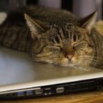 9 Hilarious Cat Habits That Are Actually Signs of Intelligence
