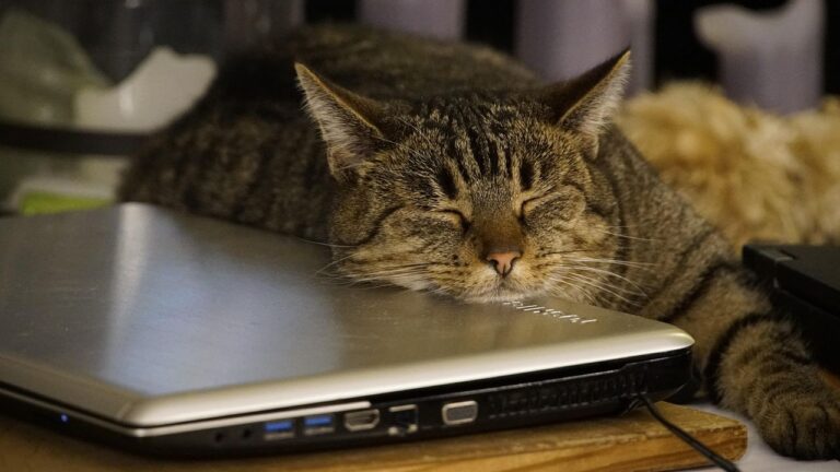 9 Hilarious Cat Habits That Are Actually Signs of Intelligence