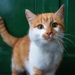 6 Signs Your Cat Has a Distinct Personality