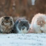 10 Worst Cat Breeds To Chose If You Want A Low Maintenance Cat