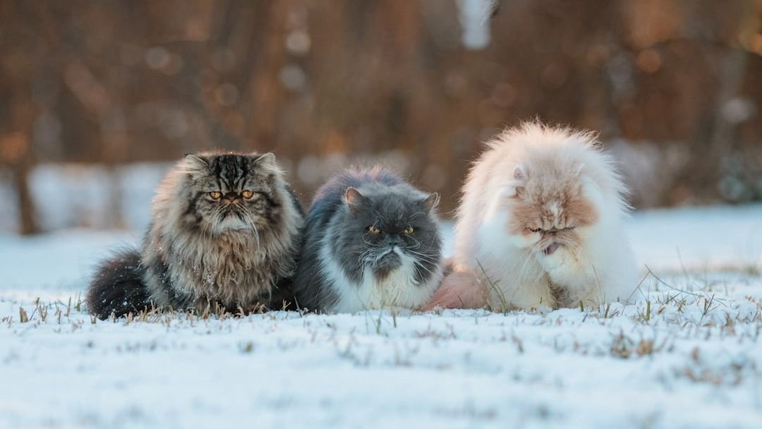 10 Worst Cat Breeds To Chose If You Want A Low Maintenance Cat