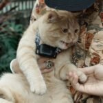 10 Common Human Habits That Secretly Annoy Your Cat