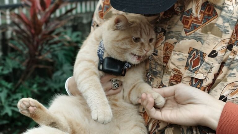 10 Common Human Habits That Secretly Annoy Your Cat