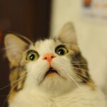 12 Everyday Sounds That Can Startle Your Feline Friend