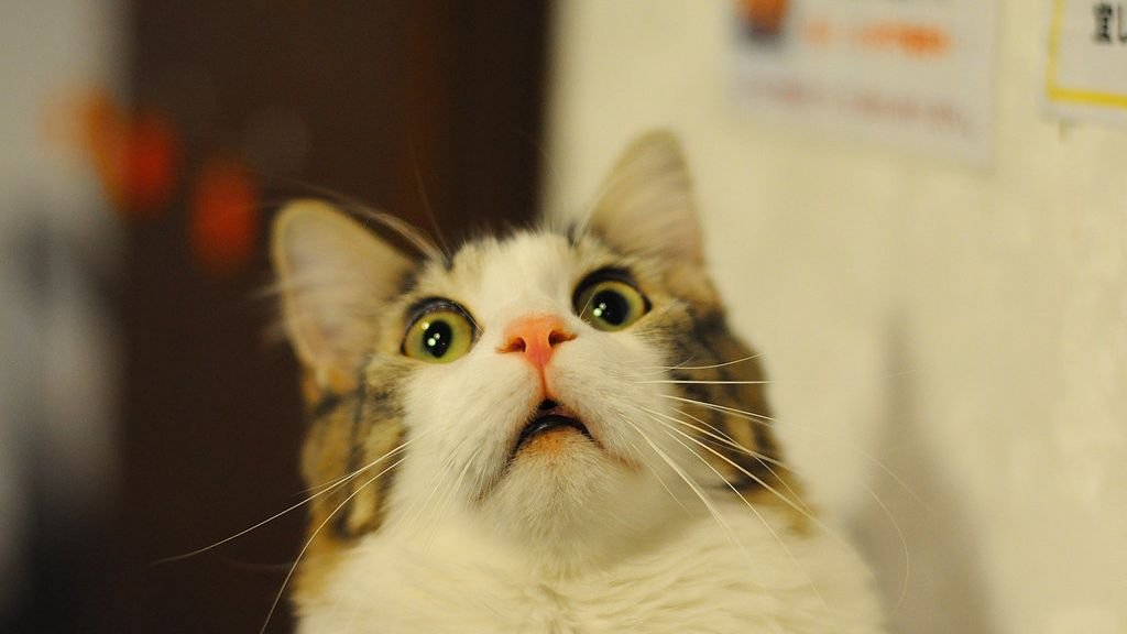 12 Everyday Sounds That Can Startle Your Feline Friend