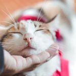 8 Unspoken Ways Your Cat Shows You Undying Trust