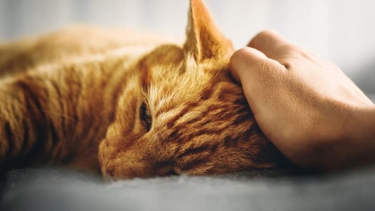 10 Subtle Signs Your Cat Is Feeling Under the Weather