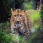 Why Leopards Are Adapting Faster Than Any Other Big Cat