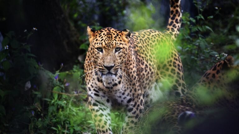 Why Leopards Are Adapting Faster Than Any Other Big Cat