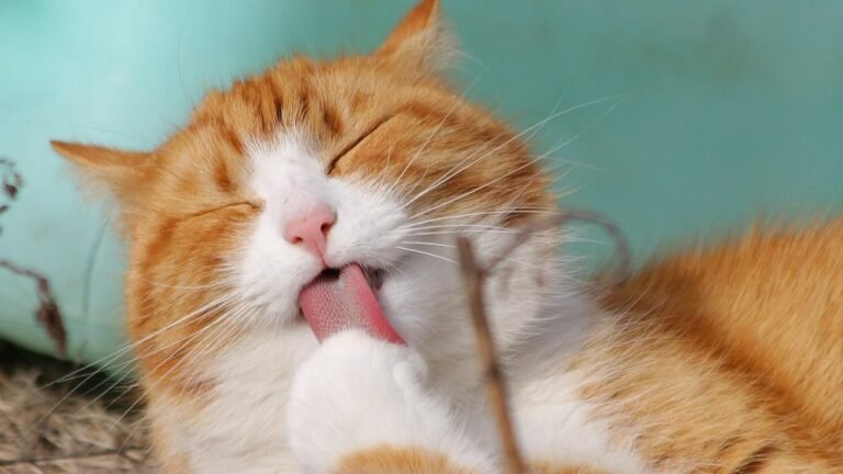 15 Classic Cat Names That Never Go Out of Style