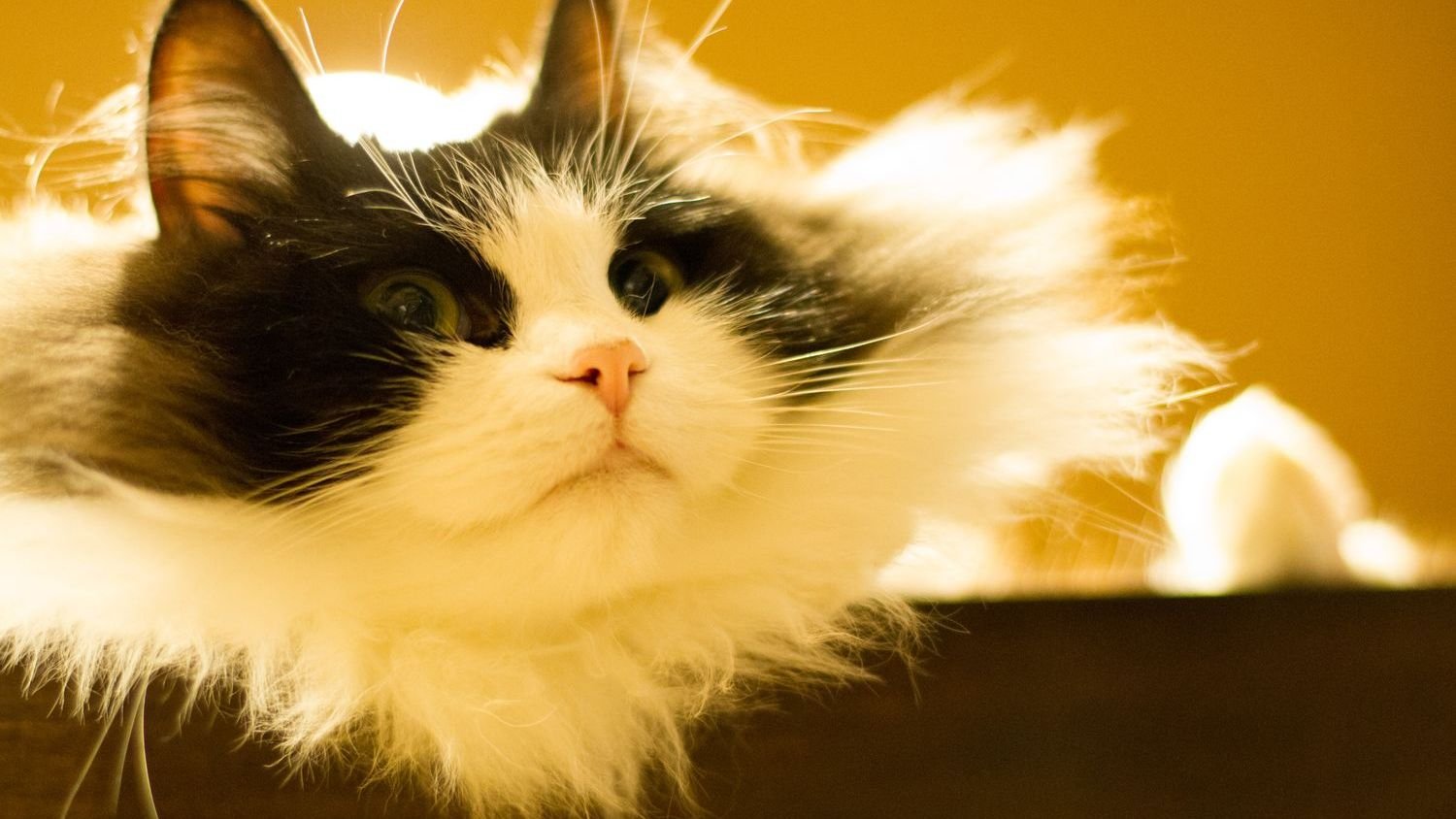 8 Rare Cat Breeds Known for Their Affectionate Nature