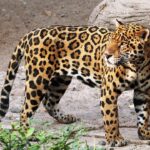 Could Jaguars Become the Apex Predators of North America Again?