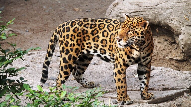 Could Jaguars Become the Apex Predators of North America Again?