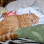 10 Essential Items Every Senior Cat Needs for Comfort