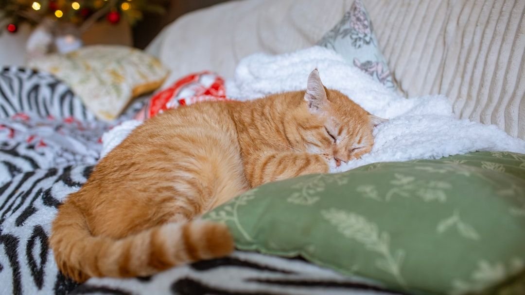 10 Essential Items Every Senior Cat Needs for Comfort
