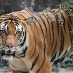 Why Tigers May Soon Return to Central Asia