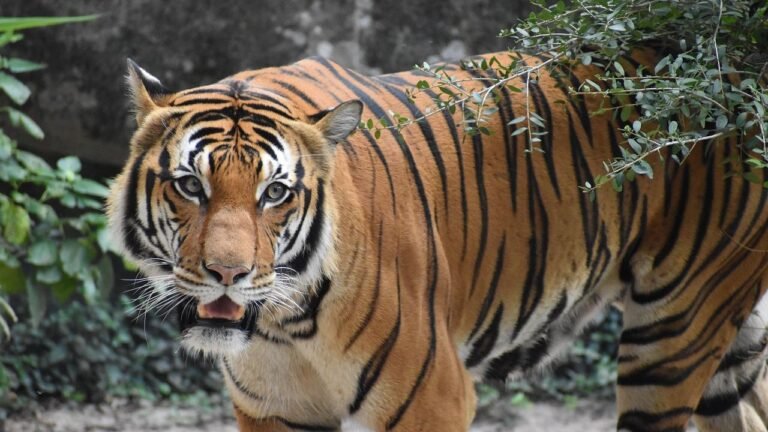 Why Tigers May Soon Return to Central Asia
